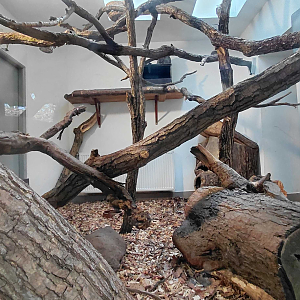 Night monkey + paca indoor exhibit