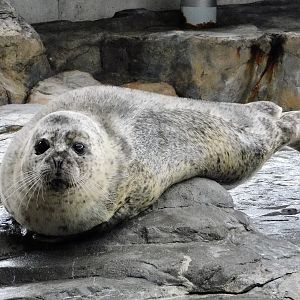 Spotted Seal (Phoca largha) October 26, 2025