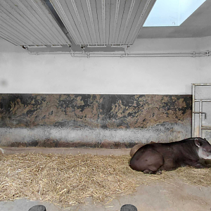 Tapir + capybara indoor exhibit