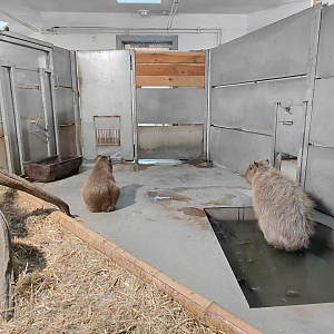 Capybara indoor exhibit