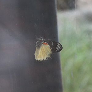 Eastern Javan jezebel (Delias belisama nakula)