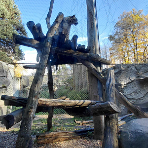 Snow leopard outdoor exhibit #1
