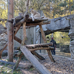 Snow leopard outdoor exhibit #1