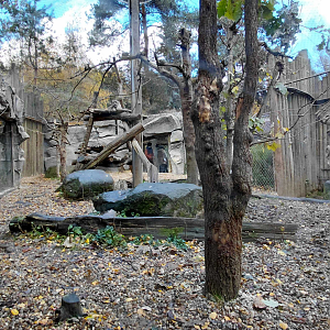 Snow leopard outdoor exhibit #1