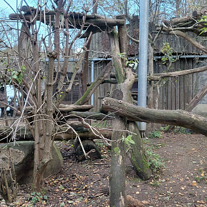 Persian leopard exhibit