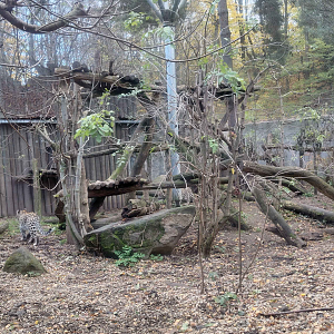 Persian leopard exhibit