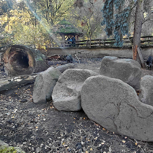 Visayan warty pig outdoor exhibit