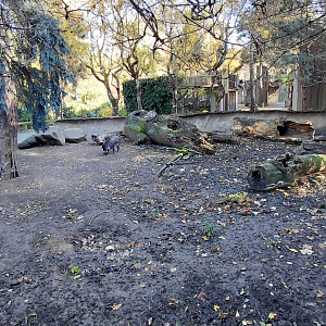 Visayan warty pig outdoor exhibit