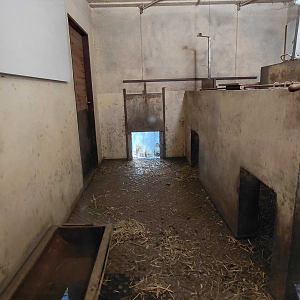 Visayan warty pig indoor exhibit