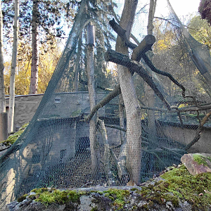Geoffroy's cat outdoor exhibit