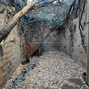 Geoffroy's cat indoor exhibit