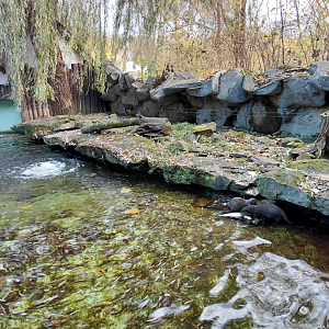 Otter outdoor exhibit