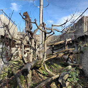 Leopard outdoor exhibit