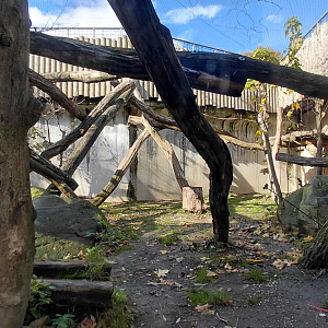 Leopard outdoor exhibit
