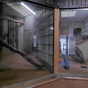 Leopard indoor exhibit