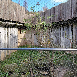 Serval outdoor exhibit