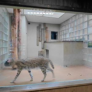 Serval indoor exhibit