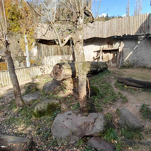 Sumatran tiger outdoor exhibit