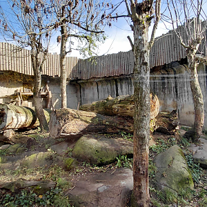 Sumatran tiger outdoor exhibit