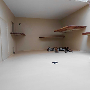 Sumatran tiger indoor exhibit