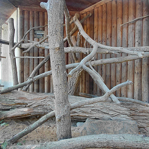 Gordon's wildcat outdoor exhibit