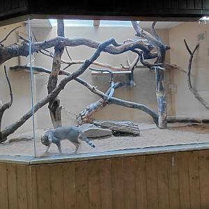 Gordon's wildcat indoor exhibit