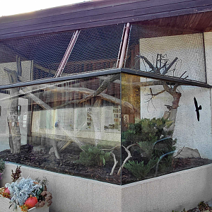 Leopard cat outdoor exhibit