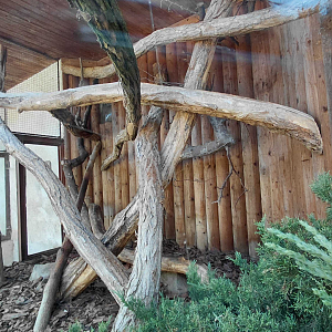 Leopard cat outdoor exhibit