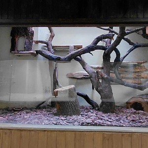 Leopard cat indoor exhibit