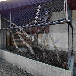 Margay outdoor exhibit #1