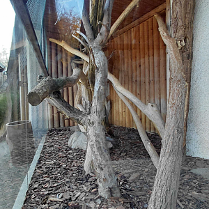 Margay outdoor exhibit #1