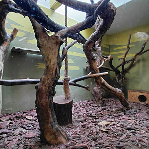 Margay indoor exhibit