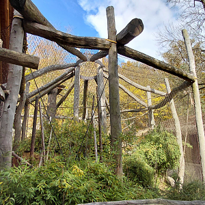 Gibbon outdoor exhibit