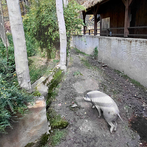 Gibbon + babirusa outdoor exhibits