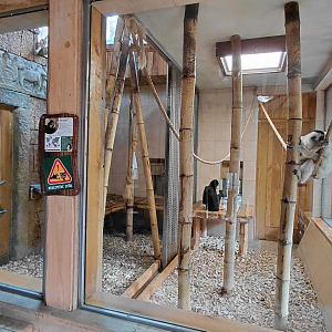 Gibbon indoor exhibit