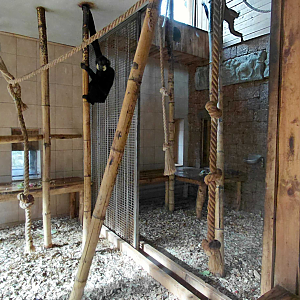 Gibbon indoor exhibit