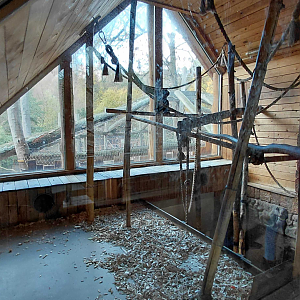 Gibbon indoor exhibit