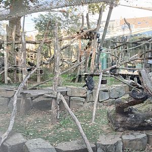 Gorilla outdoor enclosure (30th September 2025)