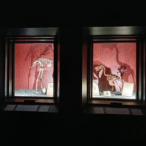 Dodo display (30th September 2025)