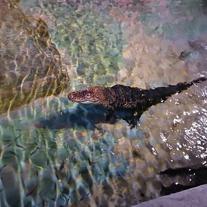 American Alligator (30th September 2025)