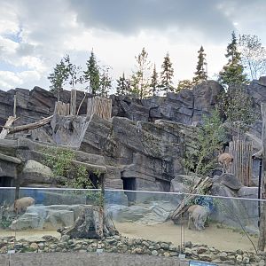 Tadjik markhor exhibit (30th September 2025)