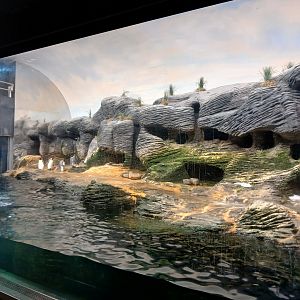 Sub-Antarctic Penguin enclosure (30th September 2025)