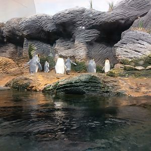 Sub-Antarctic Penguin enclosure (30th September 2025)