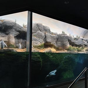 Sub-Antarctic Penguin enclosure (30th September 2025)