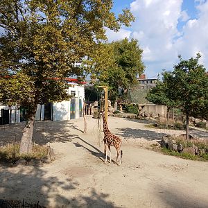 Giraffe paddock (30th September 2025)