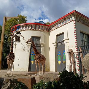 Giraffe House (30th September 2025)