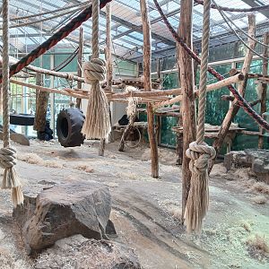 Gorilla indoor area (30th September 2025)