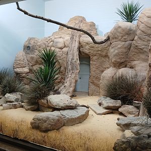 Round-Eared Sengi exhibit (30th September 2025)