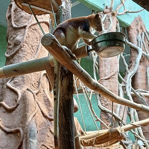 Goodfellow's Tree Kangaroo (30th September 2025)