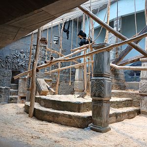 Monkey House - Spider Monkey exhibit (30th September 2025)